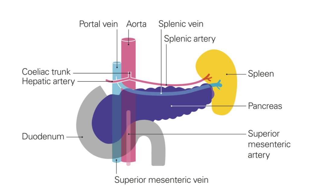 A diagram of the pancreas and surrounding blood vessels: