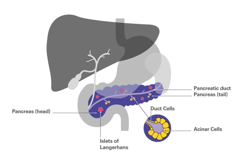 Diagram showing the anatomy of the pancreas