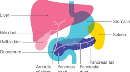 The pancreas (in purple) is shown as a long, leaf-shaped organ behind and below the stomach (in blue). The duodenum (first part of the small intestine) is a tube coming out of the bottom of the stomach and curving around the head of the pancreas, The spleen is next to the tail of the pancreas and behind the stomach, in yellow. The liver, gall bladder and bile duct are slightly above and to the left.