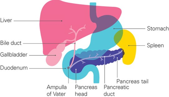 The pancreas (in purple) is shown as a long, leaf-shaped organ behind and below the stomach (in blue). The duodenum (first part of the small intestine) is a tube coming out of the bottom of the stomach and curving around the head of the pancreas, The spleen is next to the tail of the pancreas and behind the stomach, in yellow. The liver, gall bladder and bile duct are slightly above and to the left.