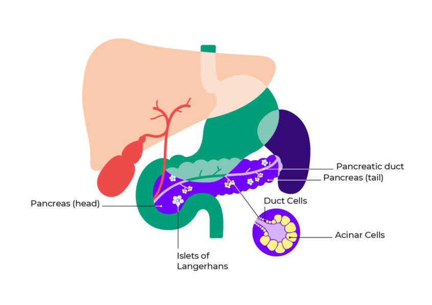 The pancreas and features within it are shown, surrounded by nearby organs such as the stomach and spleen. Islets of Langerhans and Acinar cells look like small flowers on the pancreas and pancreas duct.
